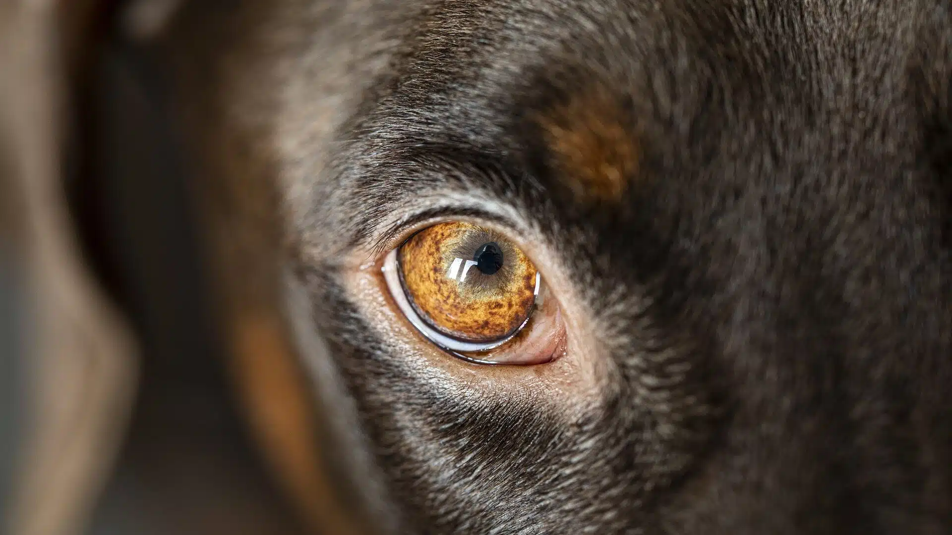 chirurgie oculaire pour les chiens 