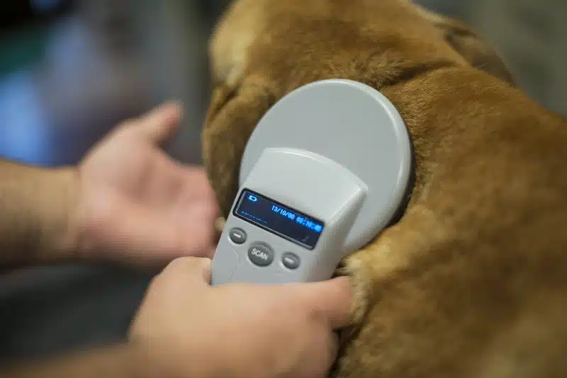 Pourquoi faire un scanner pour votre animal
