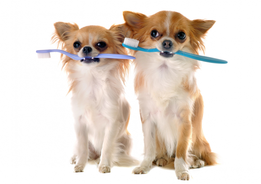 chiens et brosses à dents
