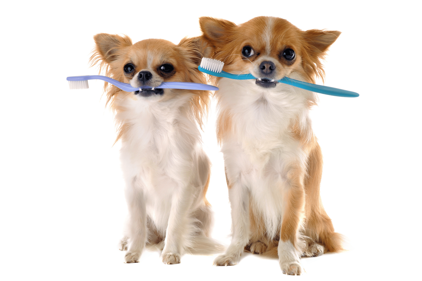 chiens et brosses à dents