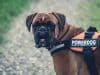 Un cane corso avec un harnais