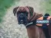 Un cane corso avec un harnais