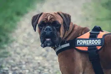 Un cane corso avec un harnais