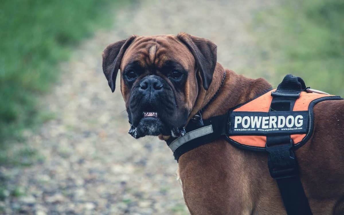 Un cane corso avec un harnais