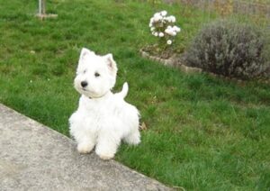 caractère westie