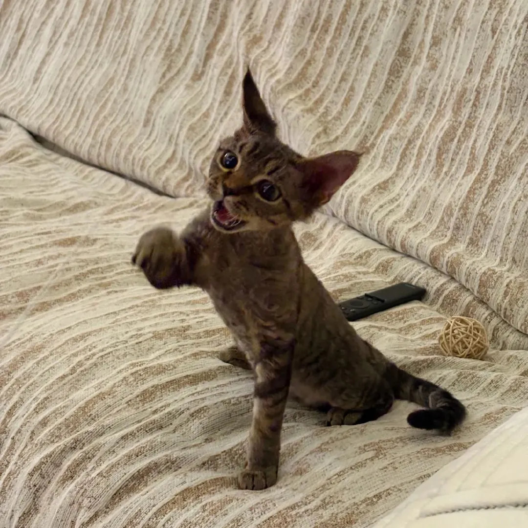 Chat sur une housse de canapé texturée