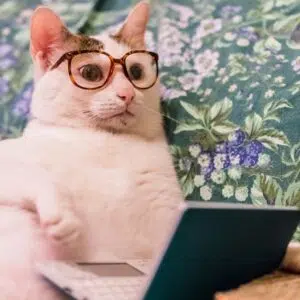 chat lunette