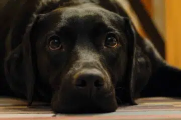 chien