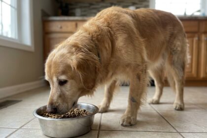 Golden retriever mangeant des croquettes médicalisées dans sa gamelle en inox sur un carrelage de cuisine