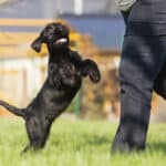 chien en forme