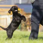 chien en forme