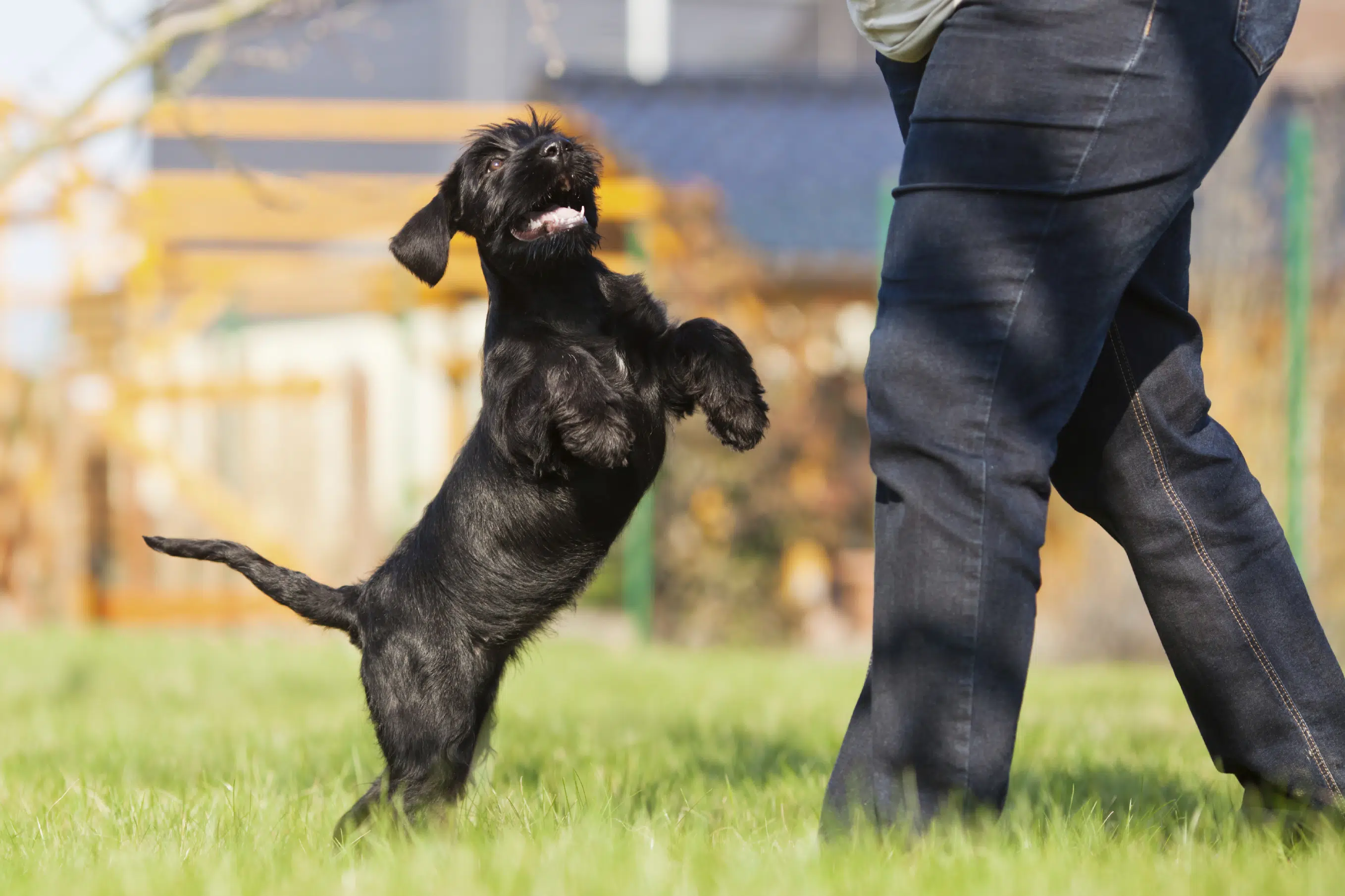 chien en forme