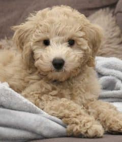 chien qui ne perd pas ses poils