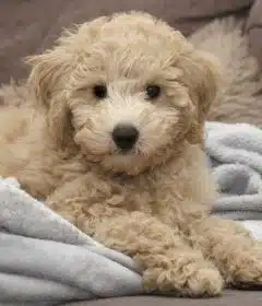 chien qui ne perd pas ses poils
