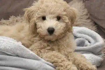 chien qui ne perd pas ses poils