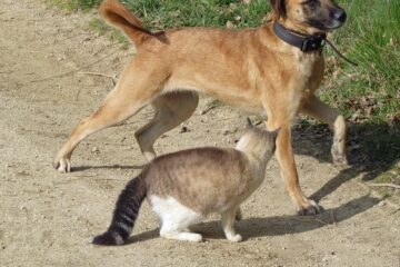 chiens et chats