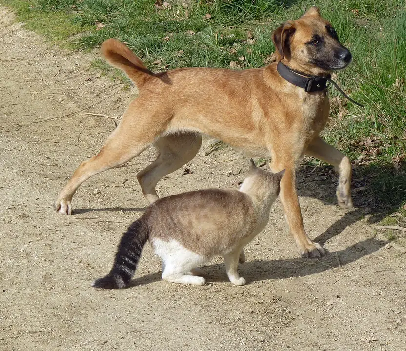 chiens et chats