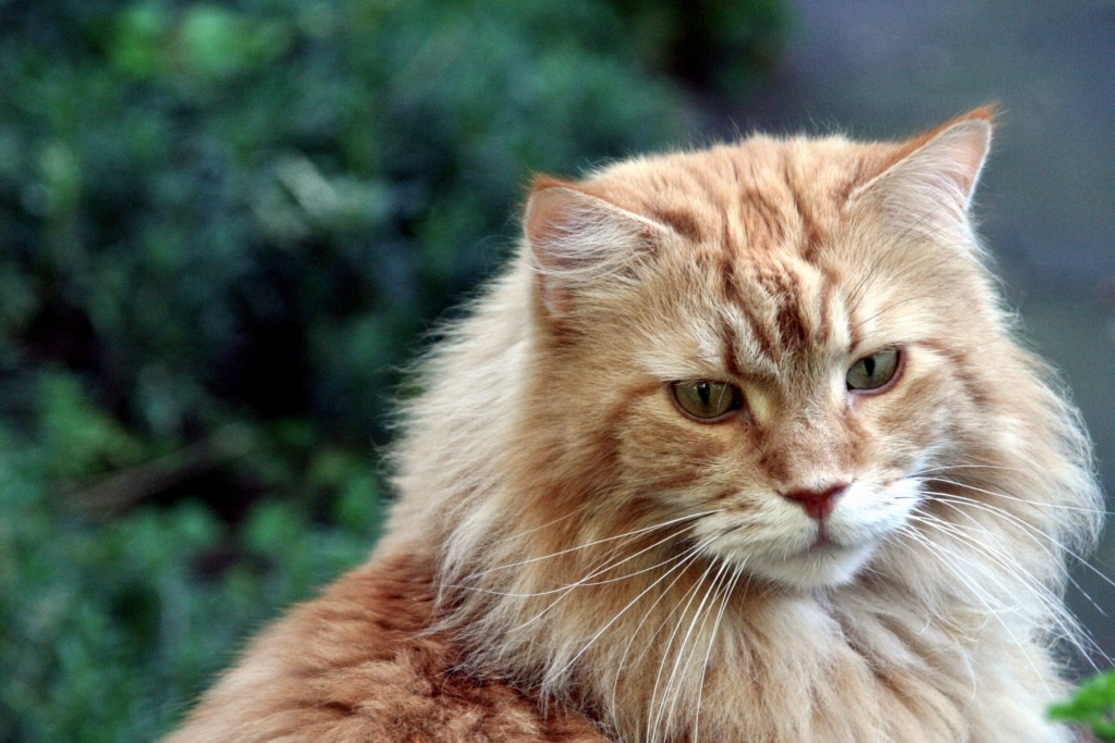 Maine Coon quel est son poids idéal