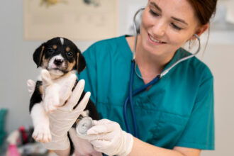Comment choisir le bon vétérinaire pour son animal ?