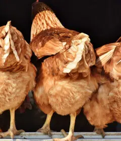 Comment choisir son abreuvoir à poule ?
