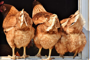 Comment choisir son abreuvoir à poule ?