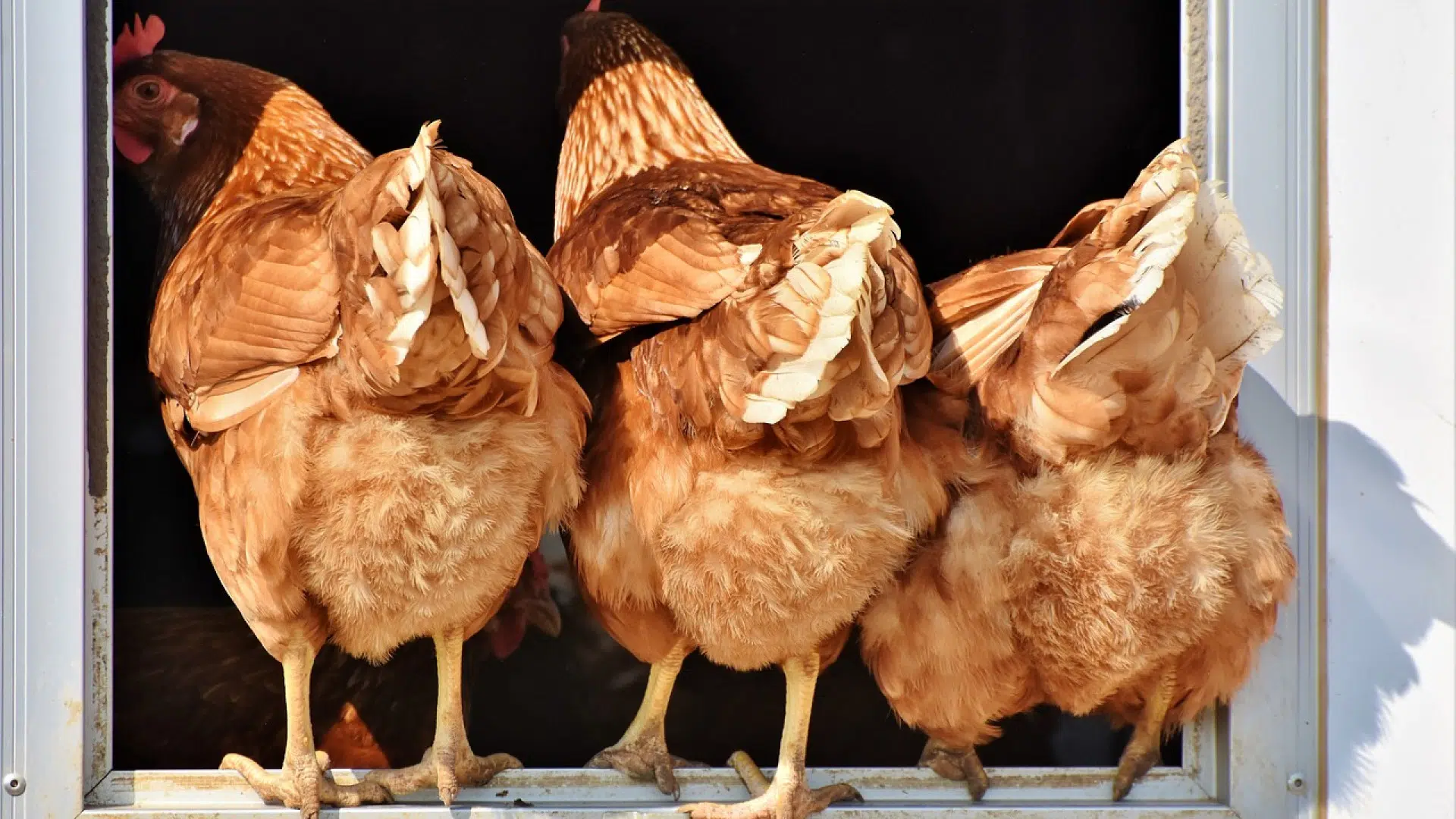 Comment choisir son abreuvoir à poule ?