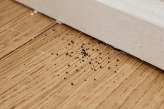 Crottes de puces sur parquet en bois clair près d'une plinthe, signe d'une infestation cachée à domicile