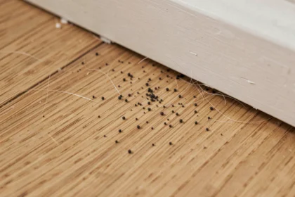 Crottes de puces sur parquet en bois clair près d'une plinthe, signe d'une infestation cachée à domicile