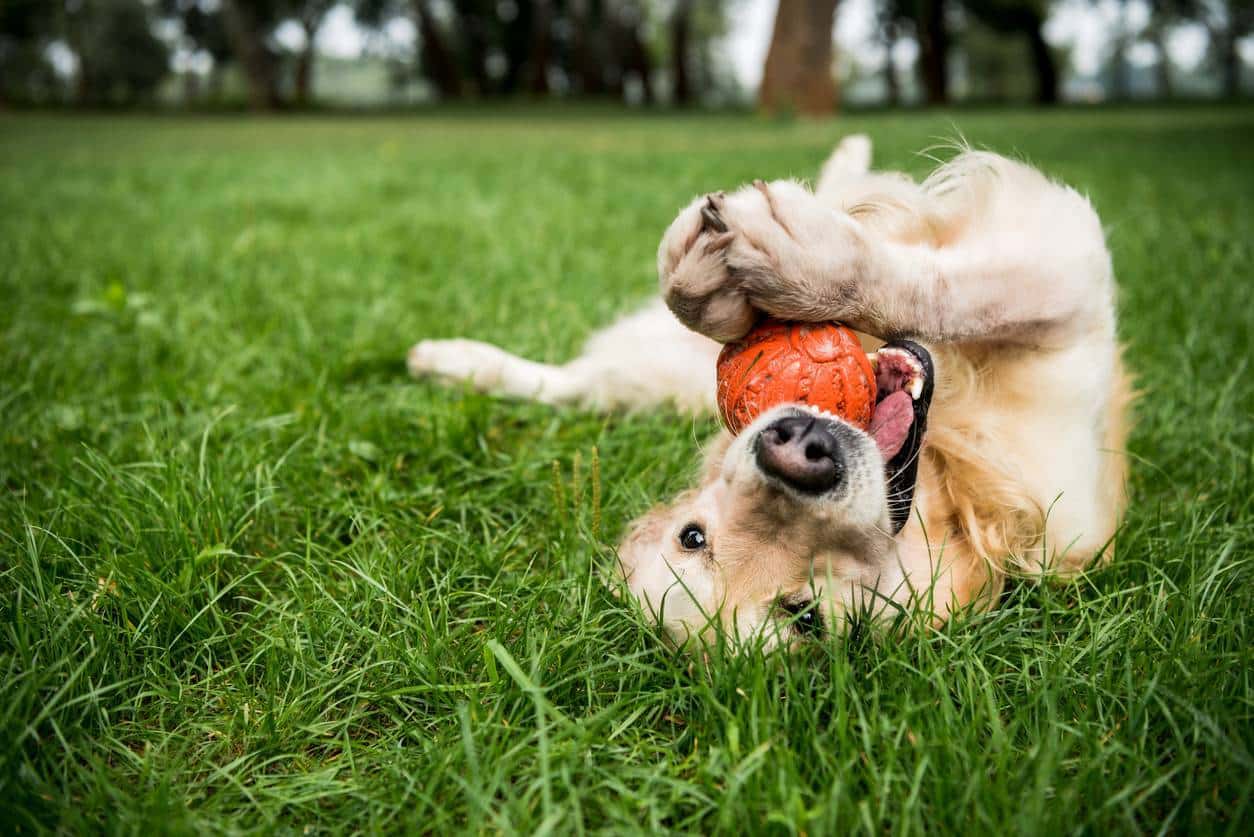 Golden retriever, adoption