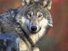 Un loup