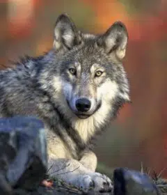Un loup
