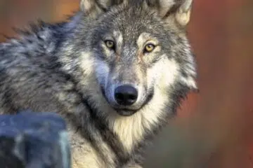 Un loup