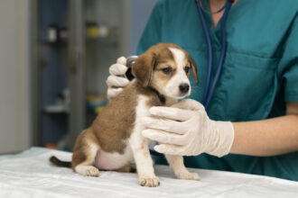 Frais vétérinaires en hausse : pourquoi si peu de propriétaires pensent à l'assurance santé pour leur animal ?