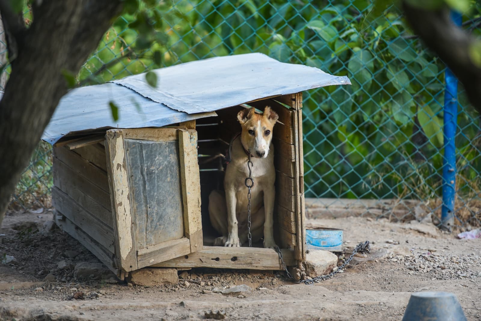 Quel box acheter pour son chien ?