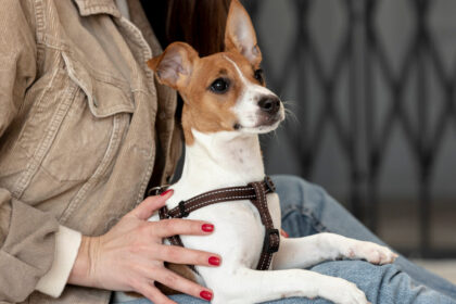 Harnais pour petit chien : ce que recommandent les vétérinaires (et comment bien choisir)