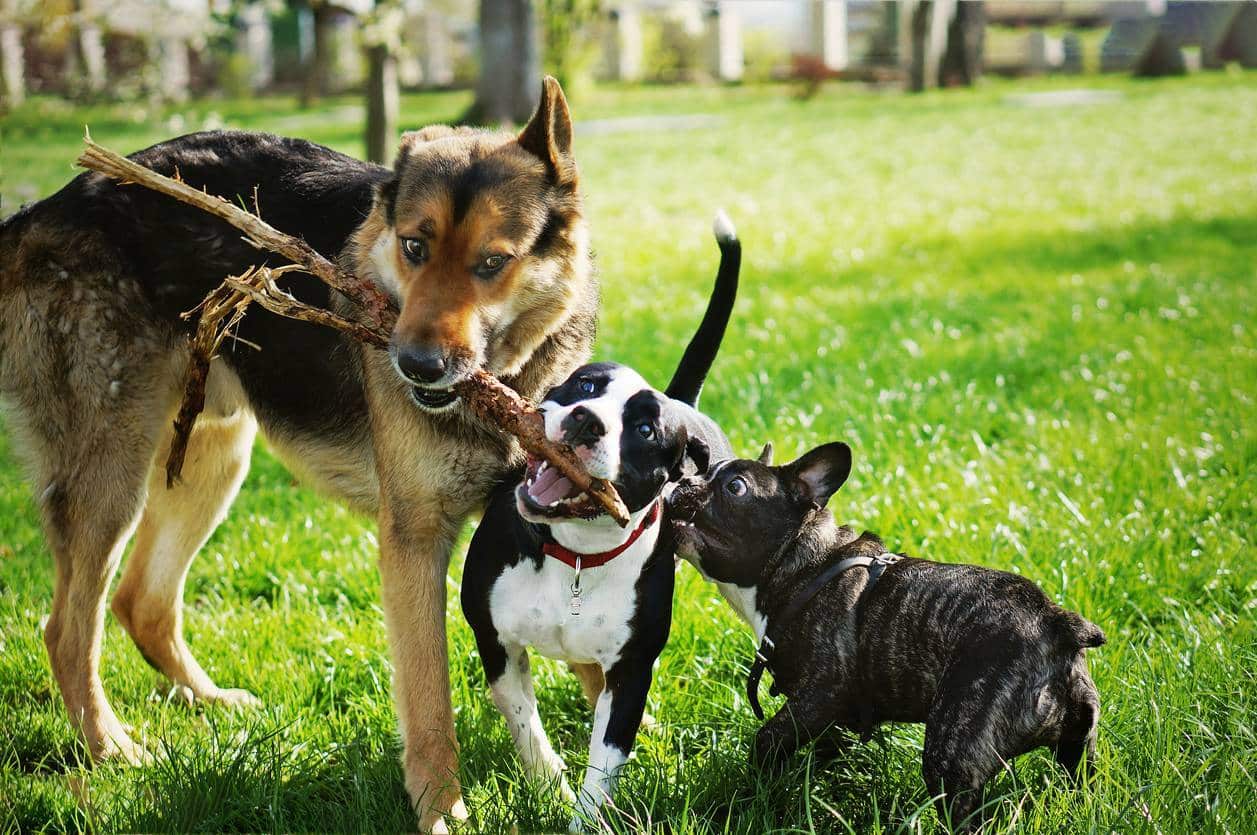 chiens en train de s'amuser en balade