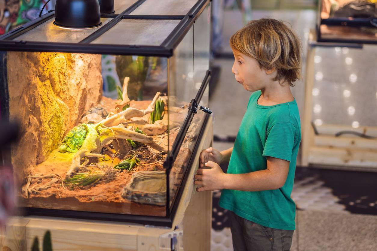 Un terrarium pour reptiles 