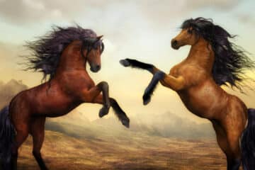 Les chevaux ont besoin d'une alimentation spécifique