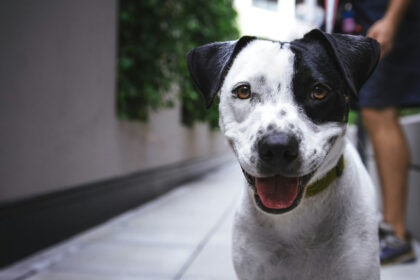 Mon chien a disparu : que faire et quel rôle joue l'assurance ?