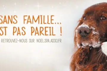 noel spa