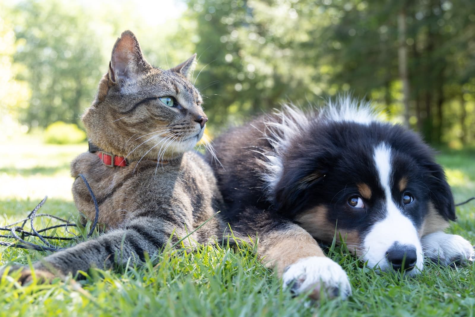 Que faire de ses animaux pendant les vacances ?