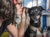 parler aux animaux