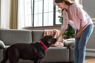 Pet sitter à domicile : la solution idéale pour vos animaux