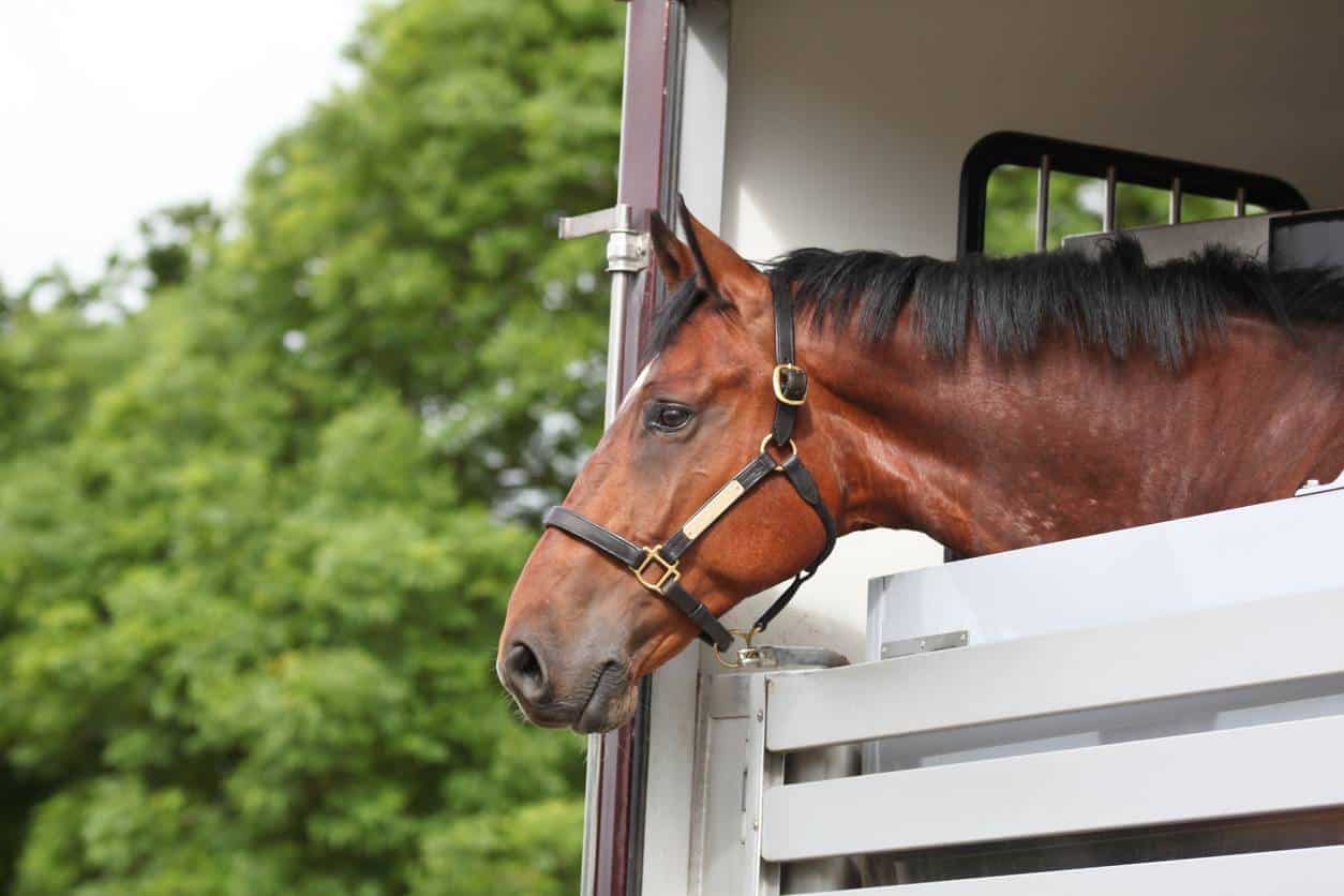 équipement équitation box compétition