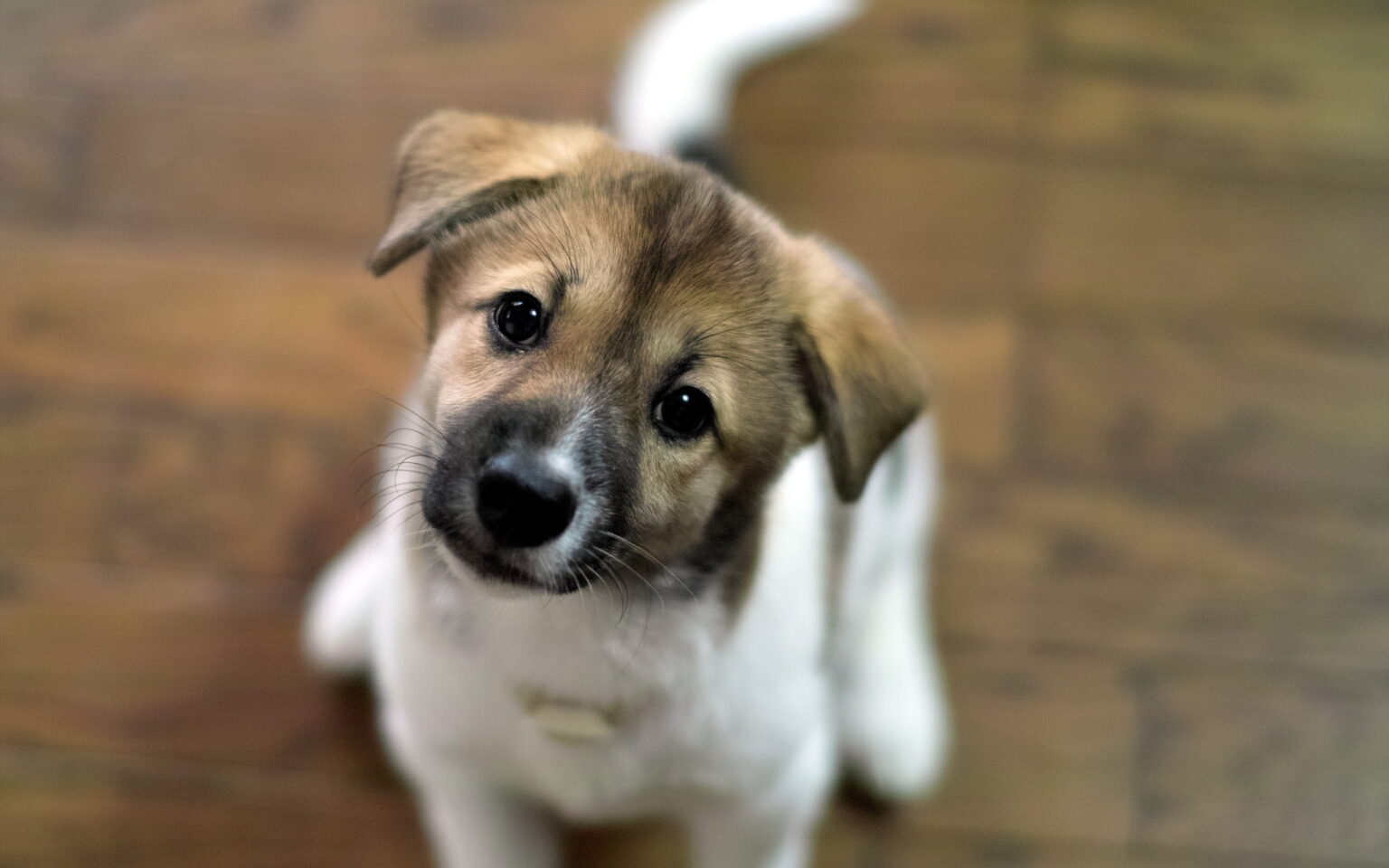 La gastroentérite chez le chien — free download