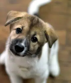 le plus beau chien
