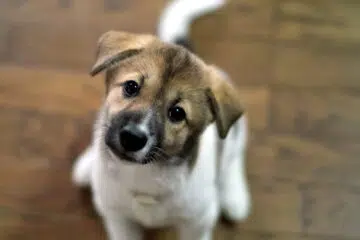 le plus beau chien