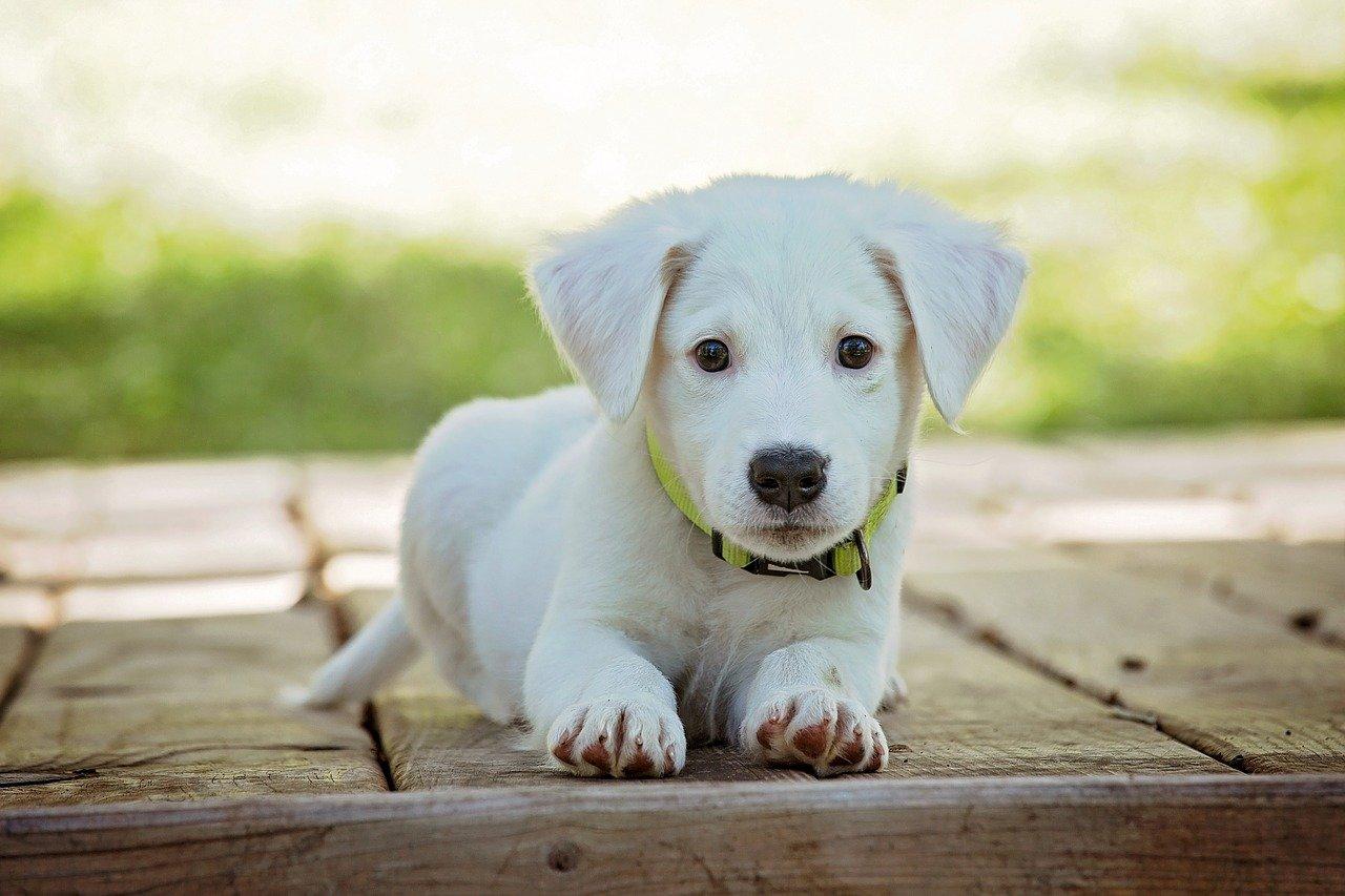 chien qui ne perd pas ses poils