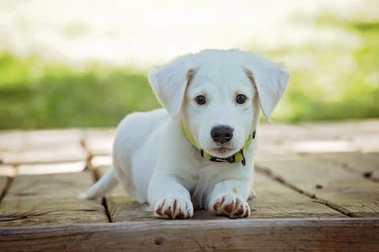 chien qui ne perd pas ses poils