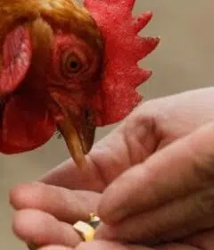 poule